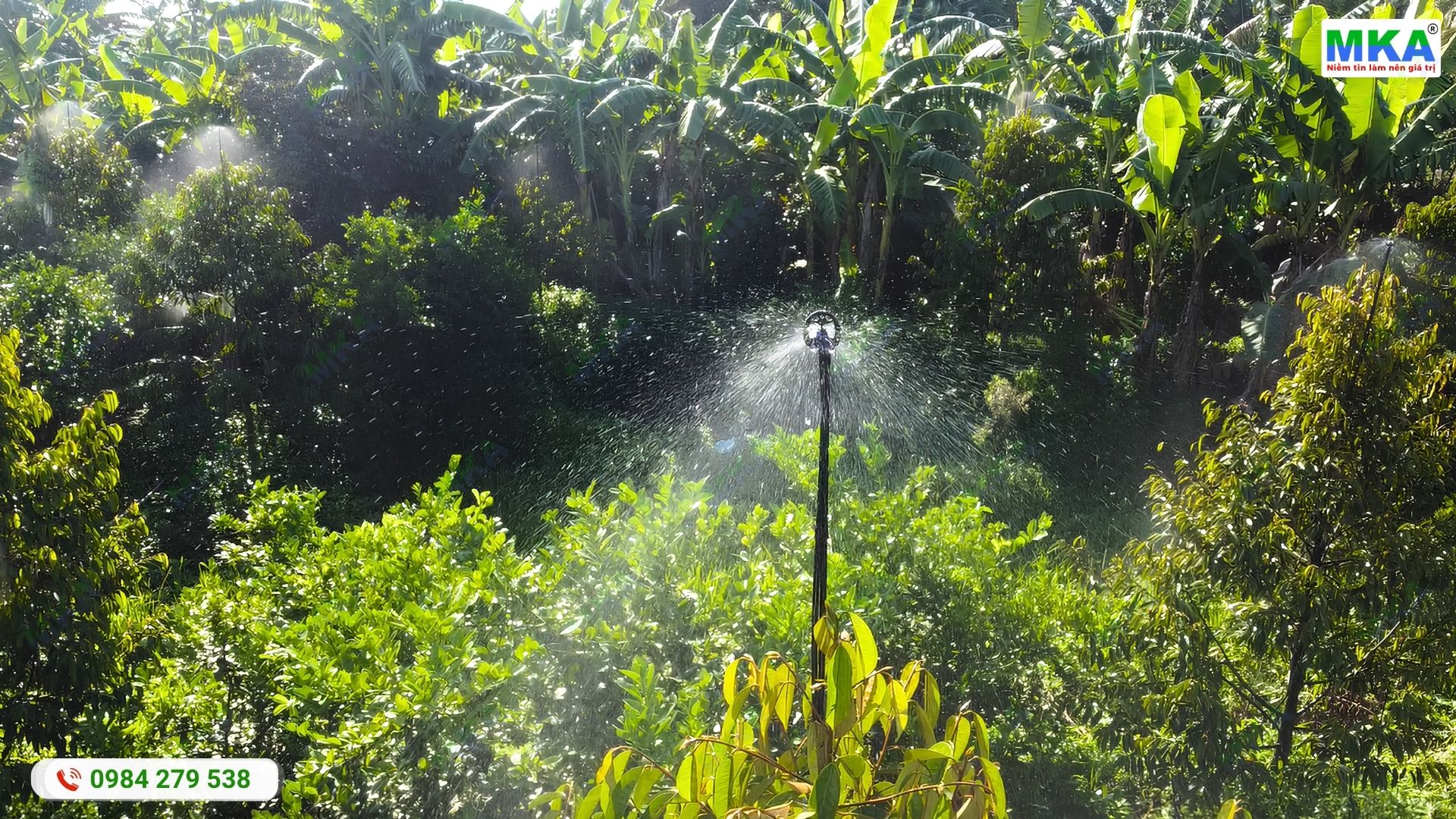 Cách bố trí béc ngọn phun thuốc sầu riêng